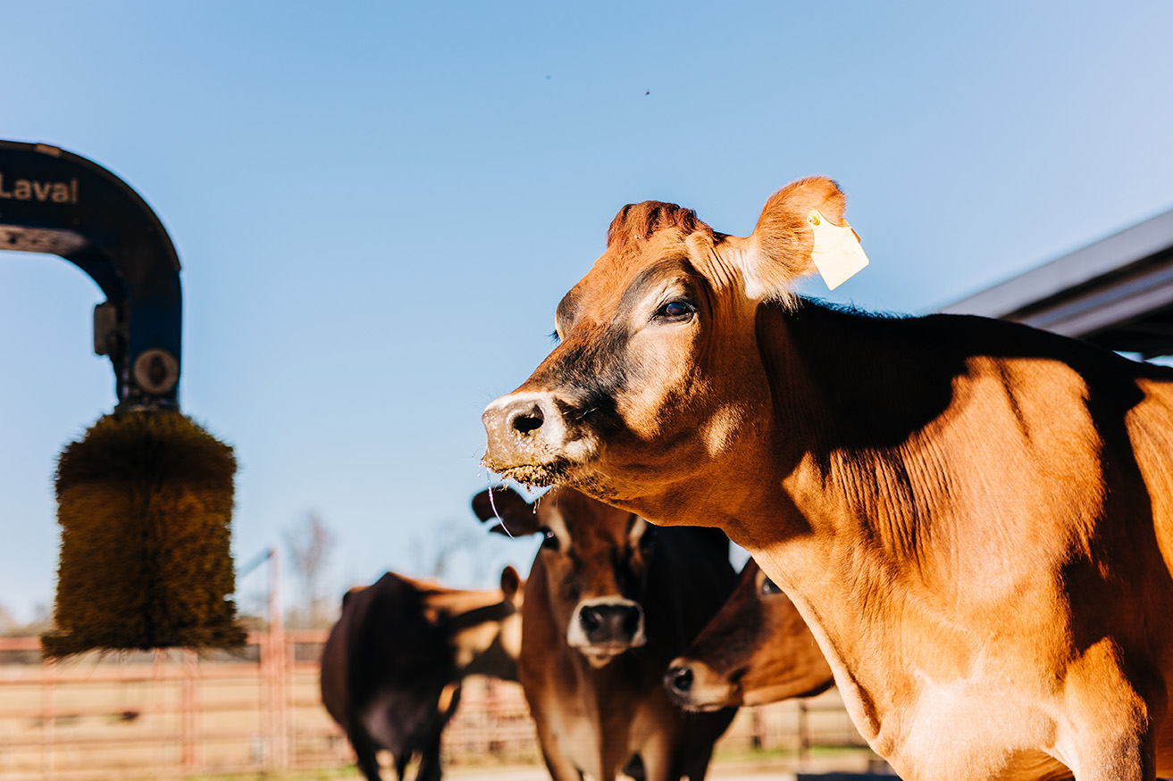 Livestock Farming 101: The Basics of Caring for Your Livestock and Their Health